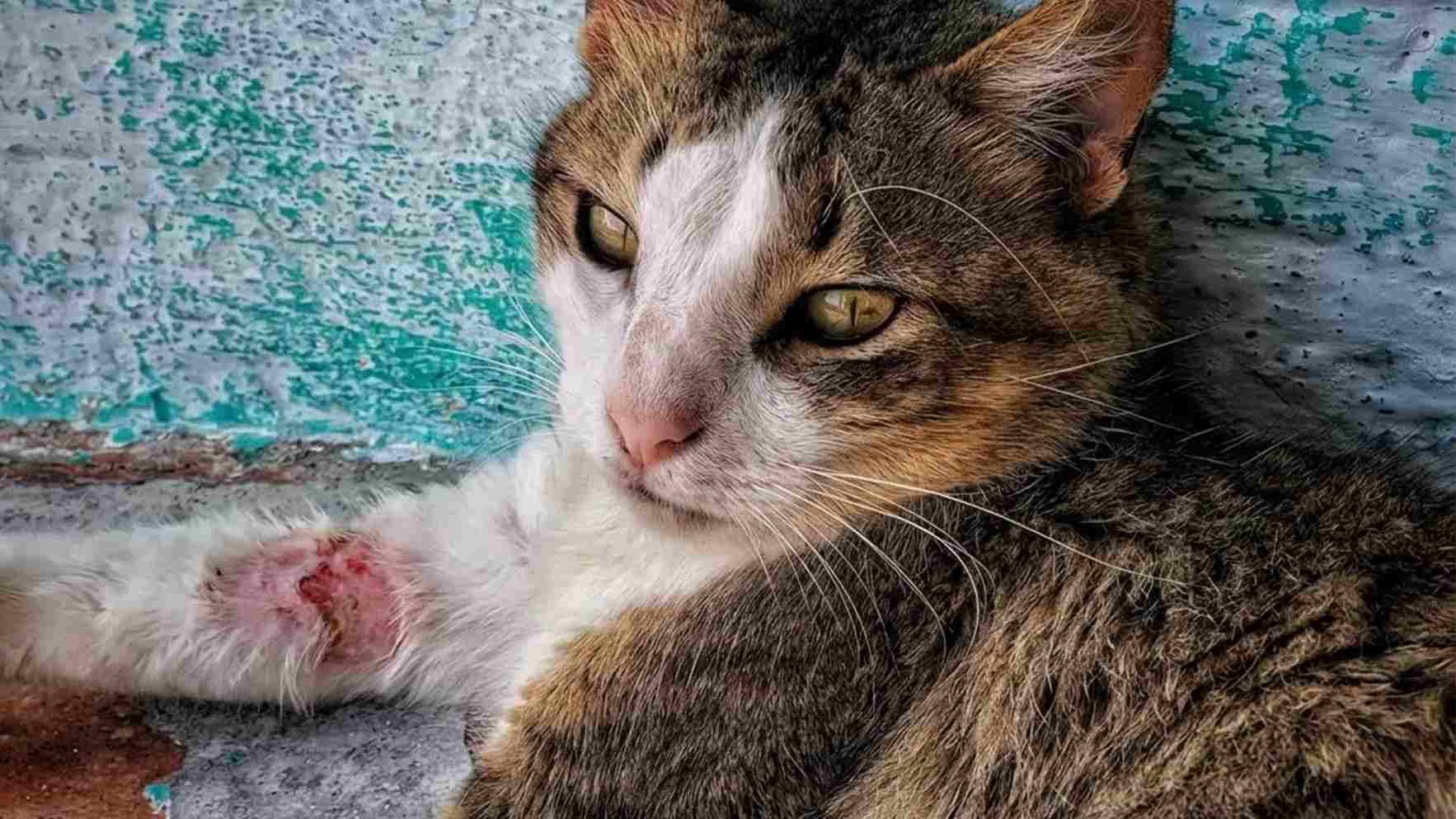 fotos de dermatitis en gatos 
